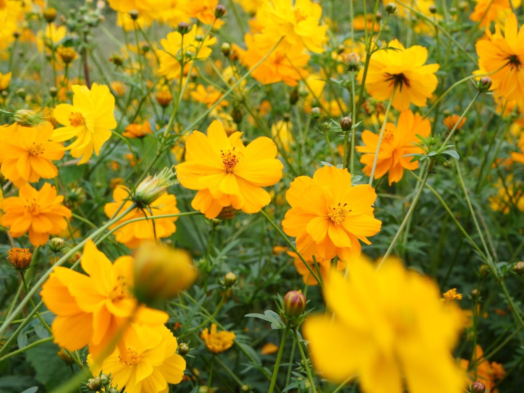 施設の菜園で咲く黄色の季節の花。プランターでの栽培ではなく、地植えをしている。広範囲にわたって花が咲いている。