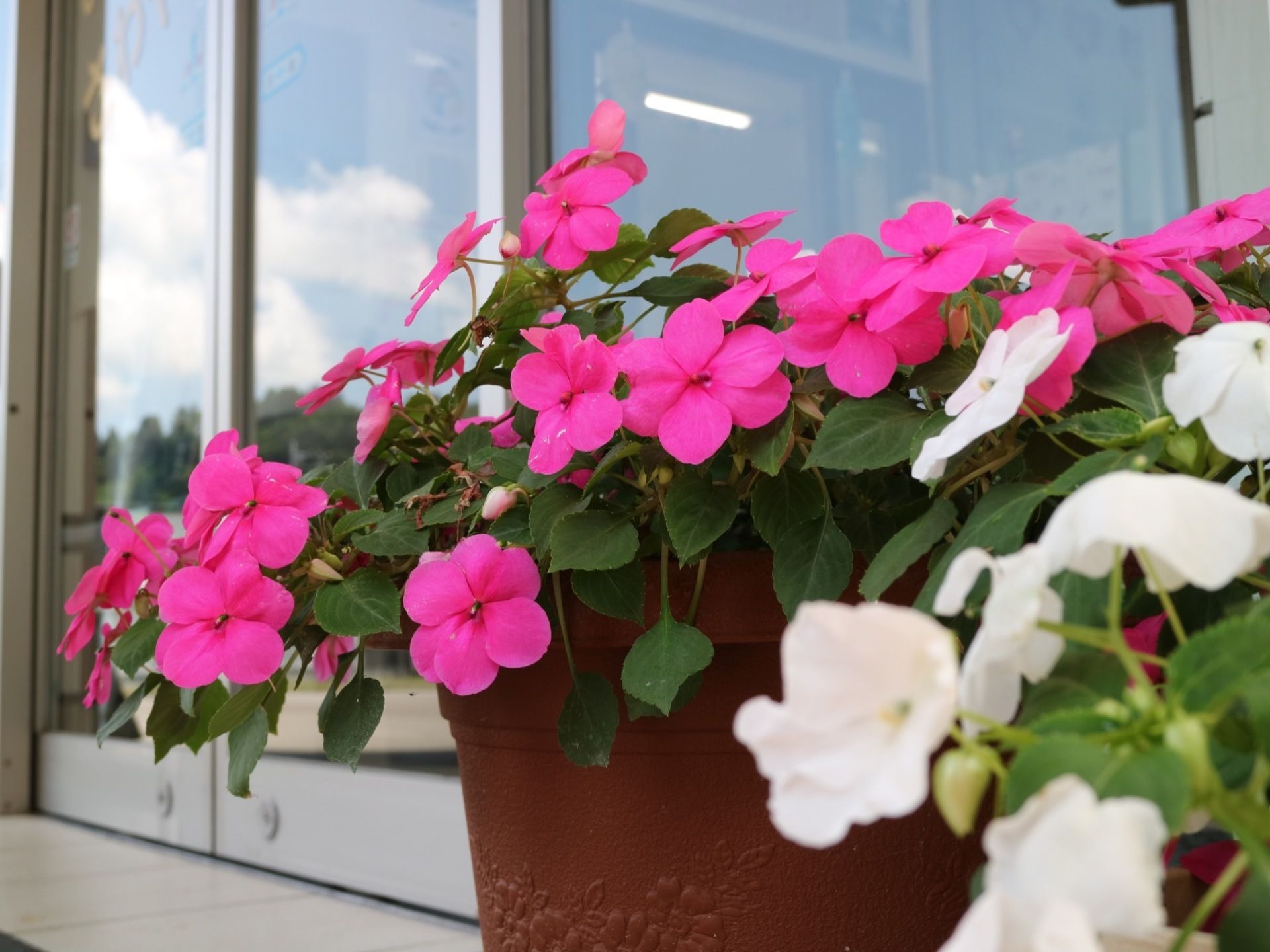 ドアの横に茶色の鉢植えに植えられたピンクと白の花が飾られている。ドアガラス張りの自動ドアになっている。