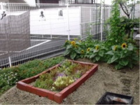 施設内にある庭には入居者様がご覧になりたい草花を植えるなど、スタッフと庭造りを楽しんでいただいている。夏はひまわりが満開である。