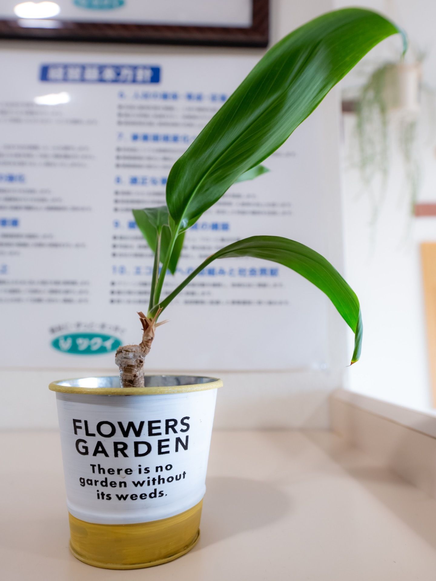 カウンターの上に、小さな金属製のバケツがあり、観葉植物が植えられている。バケツは白地で、英語のデザインが入っている。