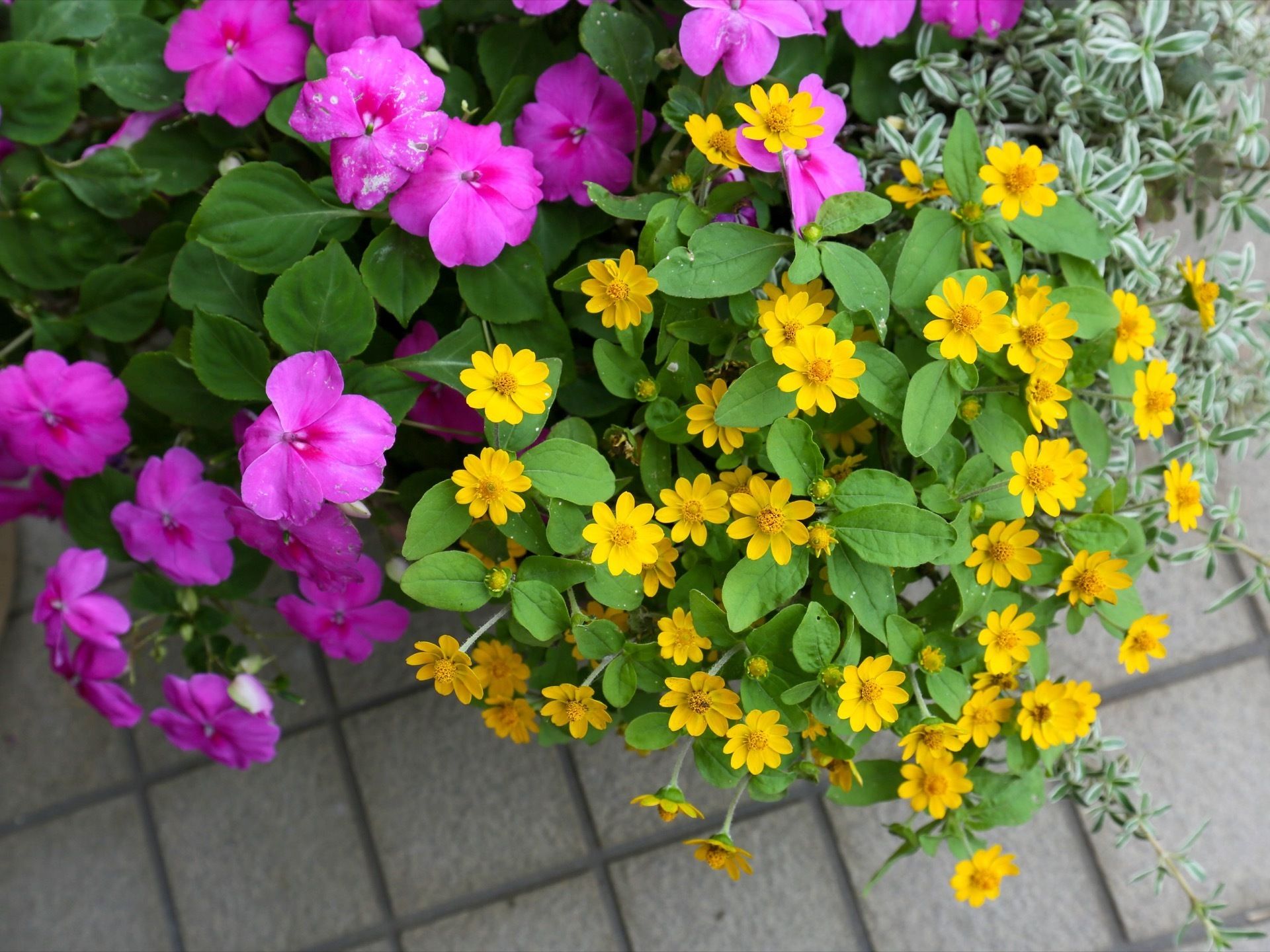 施設敷地内に植えられた植物の写真である。グレーのタイルが貼られ、その横に黄色い花とピンクの花が咲いている。