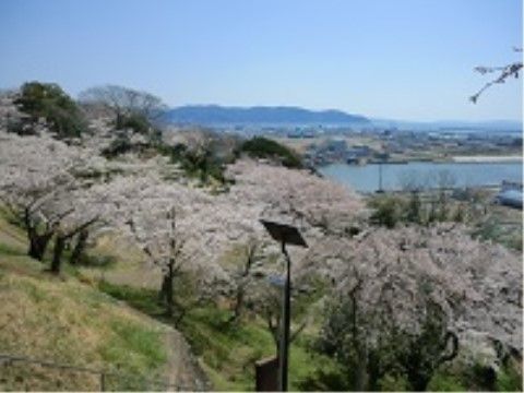 施設の近所にある大きな湖とその周囲で満開になっている桜の木