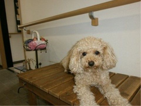 施設で飼われており、廊下に置かれた木製のベンチにいる犬