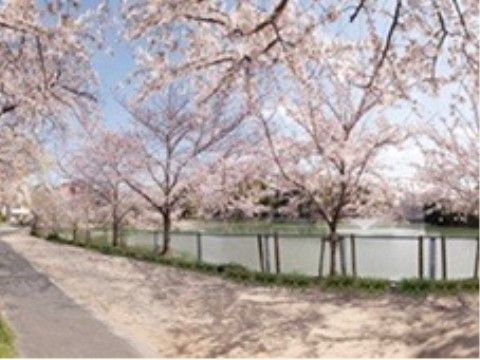 施設から徒歩２分ほどの距離にある公園である。ここには柵がめぐらされた池があり、ちょうど池の周りの桜が満開である。