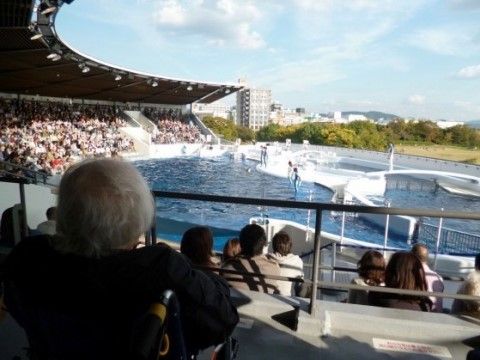 水族館のショーを楽しむ高齢者