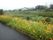 川辺は遊歩道になっていて、道に沿って花が植えられている。向かい側には住宅地が続いていて、のどかな風景。