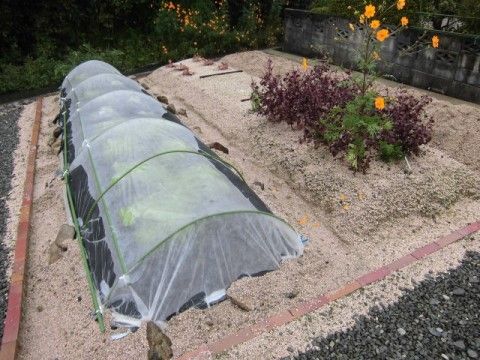 日当たりの良い畑である。耕された土に花が植えられており、その横には小さなビニールハウスが設置されている。