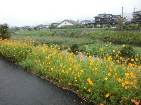 アスファルトで舗装された小道の横に黄色の花が広がっている。原っぱの奥には瓦屋根の住宅がたくさん建っている。