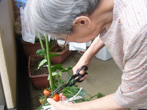 「こうせい苑 グループホーム」の菜園。トマトを育てる。