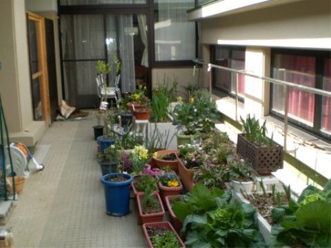 施設内に設けられた中庭は日当たりのよいスペースである。さまざまな種類の花や緑の鉢植えが多数並べられている。