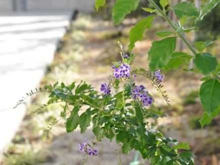 中庭はスタッフが整備し、季節の変化を楽しむことができる。身近な草花から四季の移り変わりを感じられる。