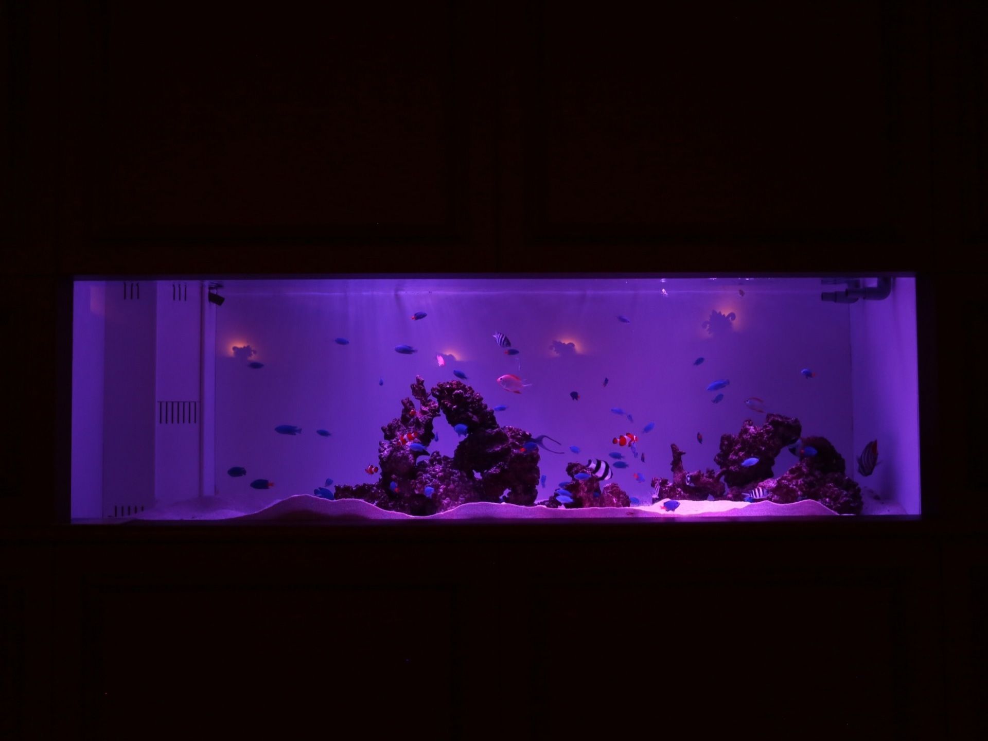 アクアリウムは水族館の深海コーナーのように暗がりをライトアップし、青やオレンジといった海水魚が数十匹泳いでいる様子を観ることができる。