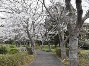 桜の木が街路に沿って植えられている。春には、美しい淡いピンク色の桜の花が満開になり、入居者を喜ばせる。