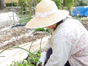 ご入居者様の食事として振る舞われることもある、野菜を育てている畑
