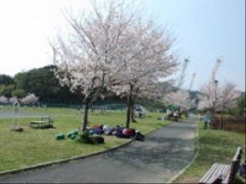 日当たりの良い広々とした公園である。青々とした芝生には桜の木が植えられており、小道横にはベンチが置かれている。