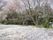施設の近くには桜の木も植えてあり、春にはみんなで外出してお花見をすることもできる。散歩にも利用されている。