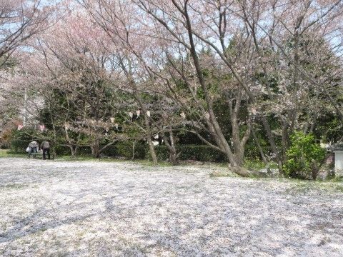 施設からほど近い場所には桜の名所がある。春先に行われる花見は入居者様みんなの楽しみのイベントの一つである。