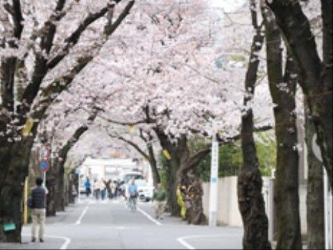 桜並木が続く通り風景