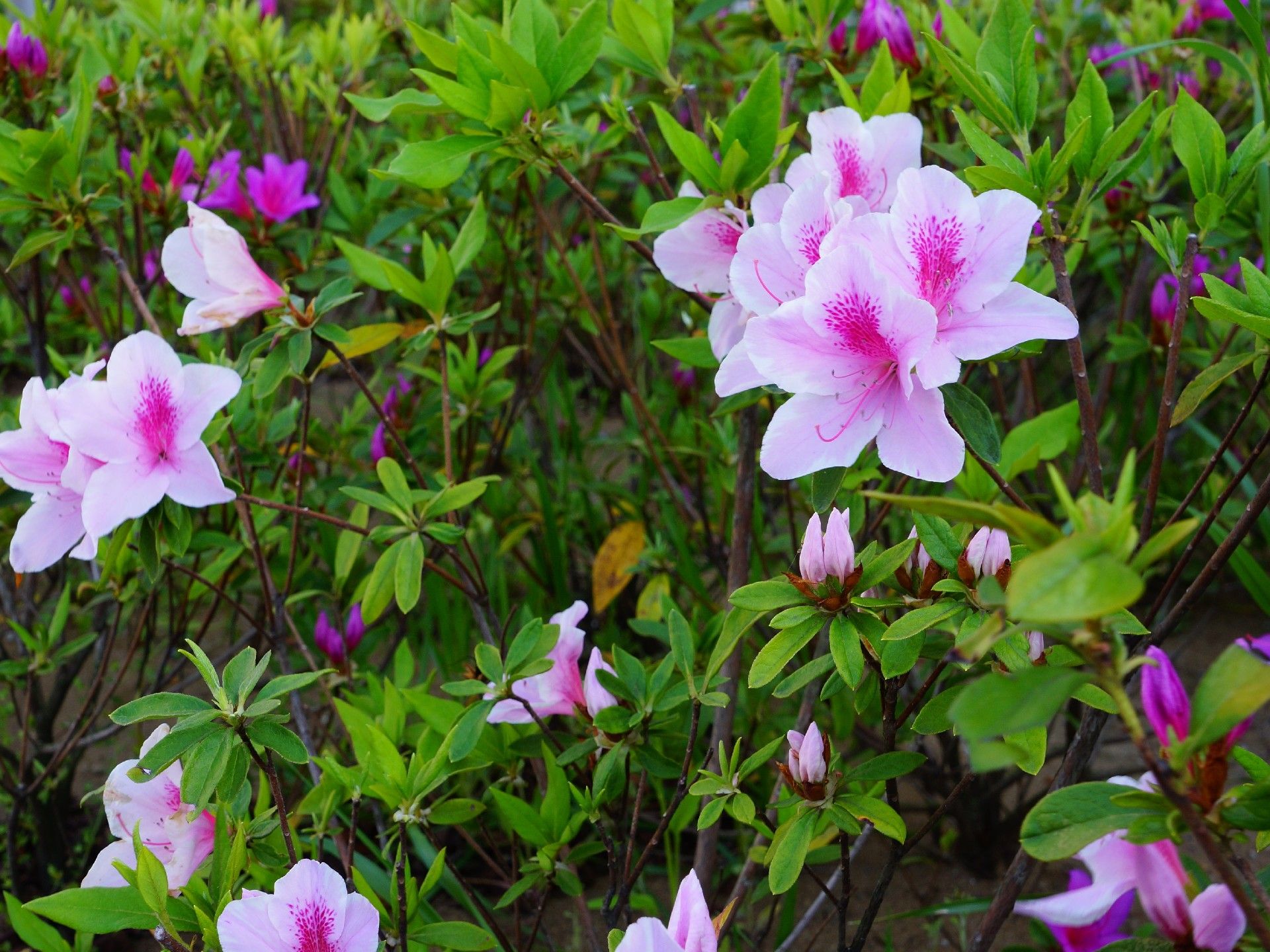 施設の敷地内に設けられた花壇の花。