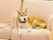 当ホームには看板犬がいて、入居者様に大人気である。毎日の生活の中で、動物とのふれあいを楽しんでいただける。