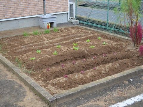 さまざまな植物を育てことができる、敷地内に設けられた家庭菜園