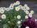 白い花びらの小さなお花がたくさん植えられている。お花を見ることで季節が感じられ、見る人の心を癒してくれる。