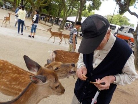 高齢者と鹿のふれあい
