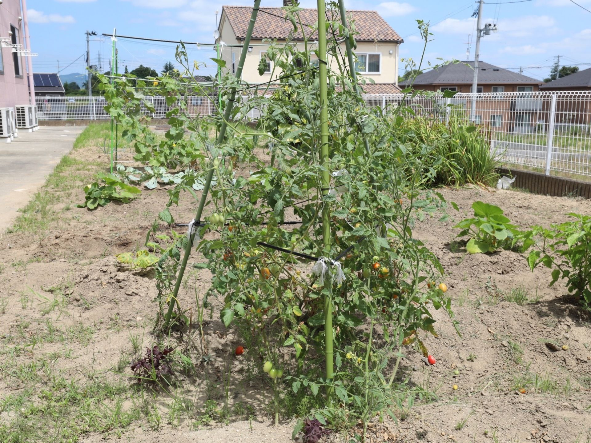 日当たりの良い菜園にトマトが植えられている。建物の外壁に沿って、エアコンの室外機が複数台置かれている。