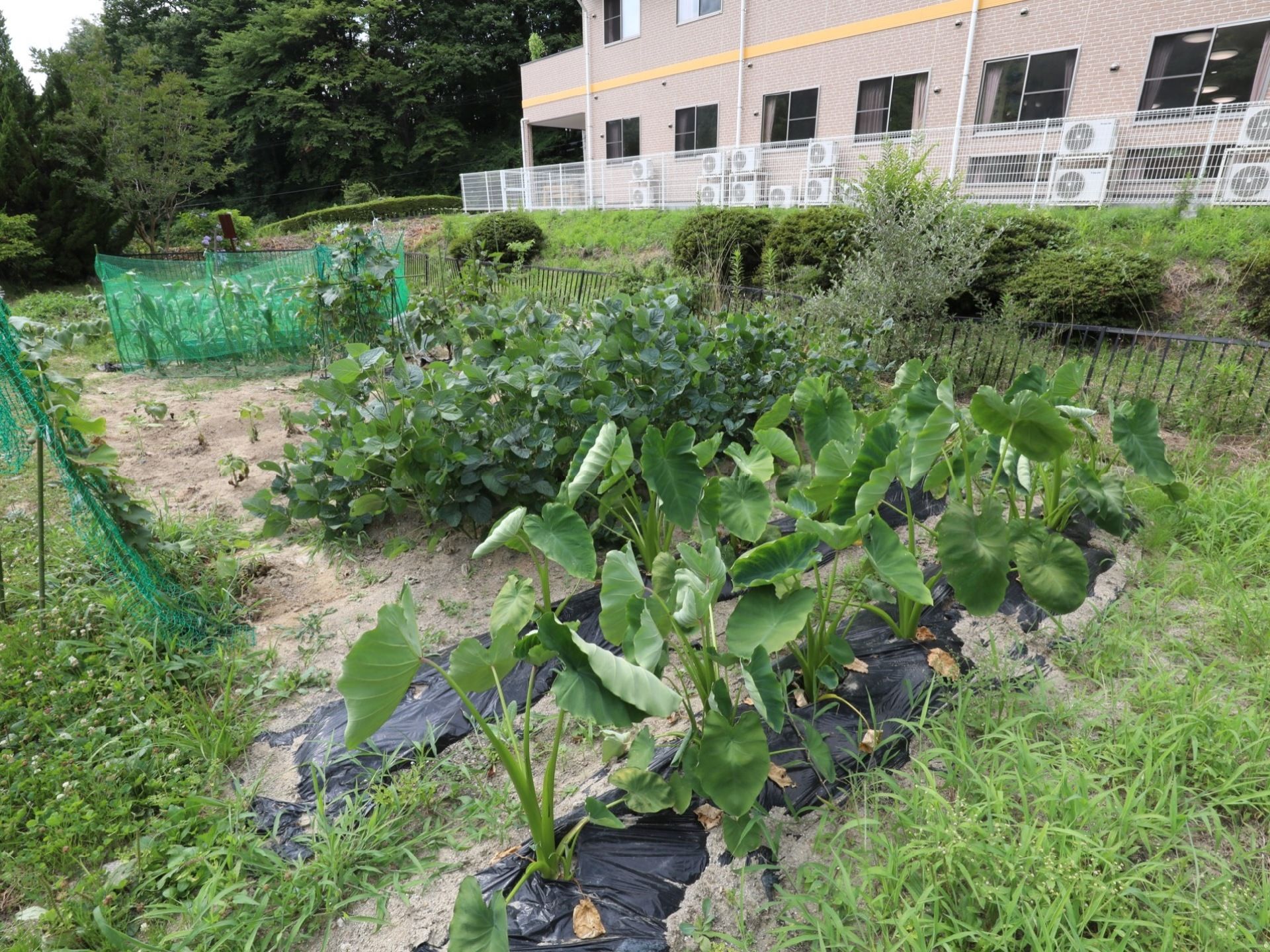 屋外に菜園が設けられており、季節ごとの野菜を育て収穫できる。日差しと風を感じながらの土いじりができる環境である。