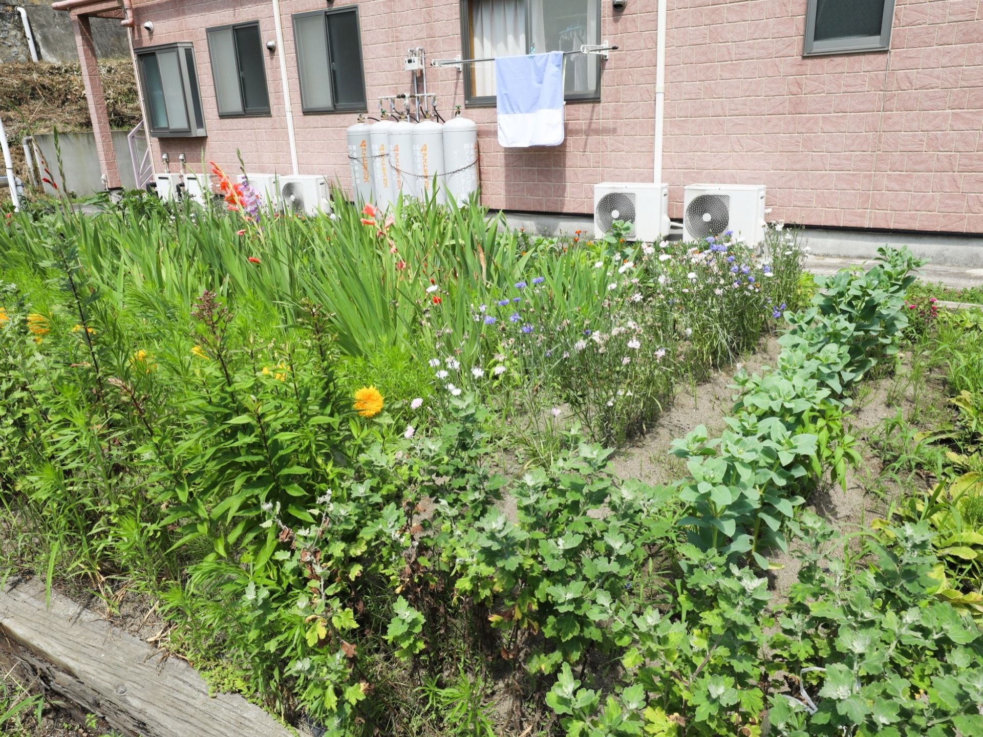 施設の横手には広々とした花壇があり、多種多様な植物が植えられている。四季折々の花々が入居者様の目を楽しませている。