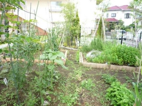 「ココファンリビング辻堂」の菜園。無農薬で美味しい野菜が召し上がれる。