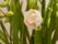 食堂にあるテーブルの上には、小さな植木鉢に植えられた白い花が植えられている。白い花は、つぼみをたくさんつけている。