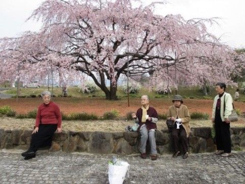 外出先の枝垂れ桜の木の側で腰掛け、休憩をとる入居者様の様子