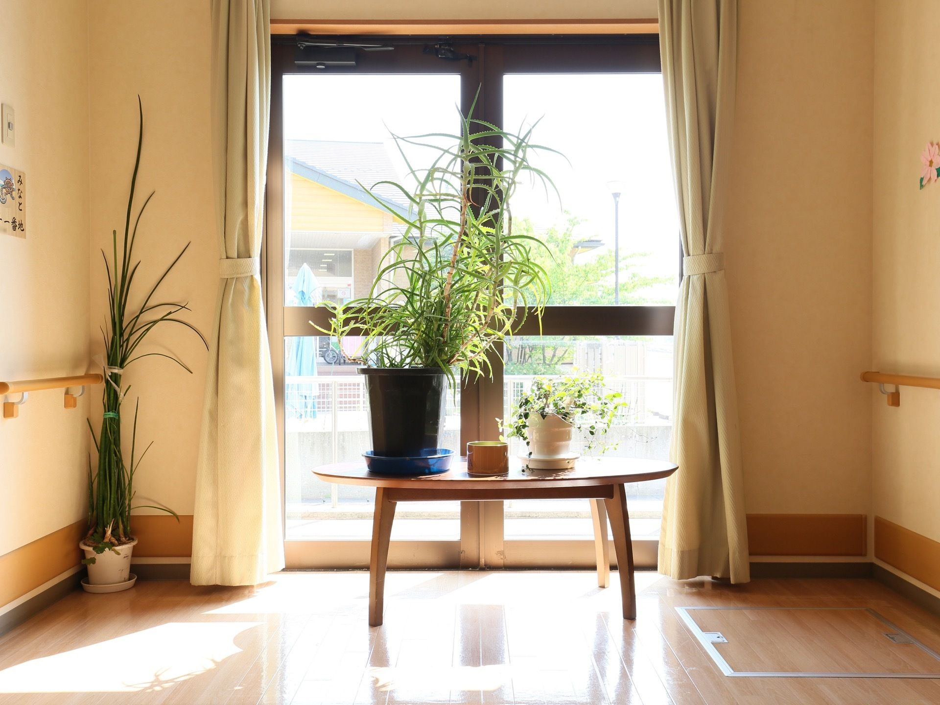 観葉植物の鉢植えが、窓際のローテーブルの上に置かれている。壁際にある背の高い観葉植物の葉は束ねられている。