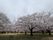 満開の桜並木