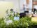室内にはイミテーションの植物が飾られている。そこには卵が割れたような形状の陶器にスズランの花が入れられている。