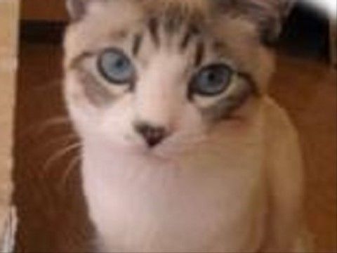 大きな青い目をした猫が、不思議そうにこちらを見つめている様子