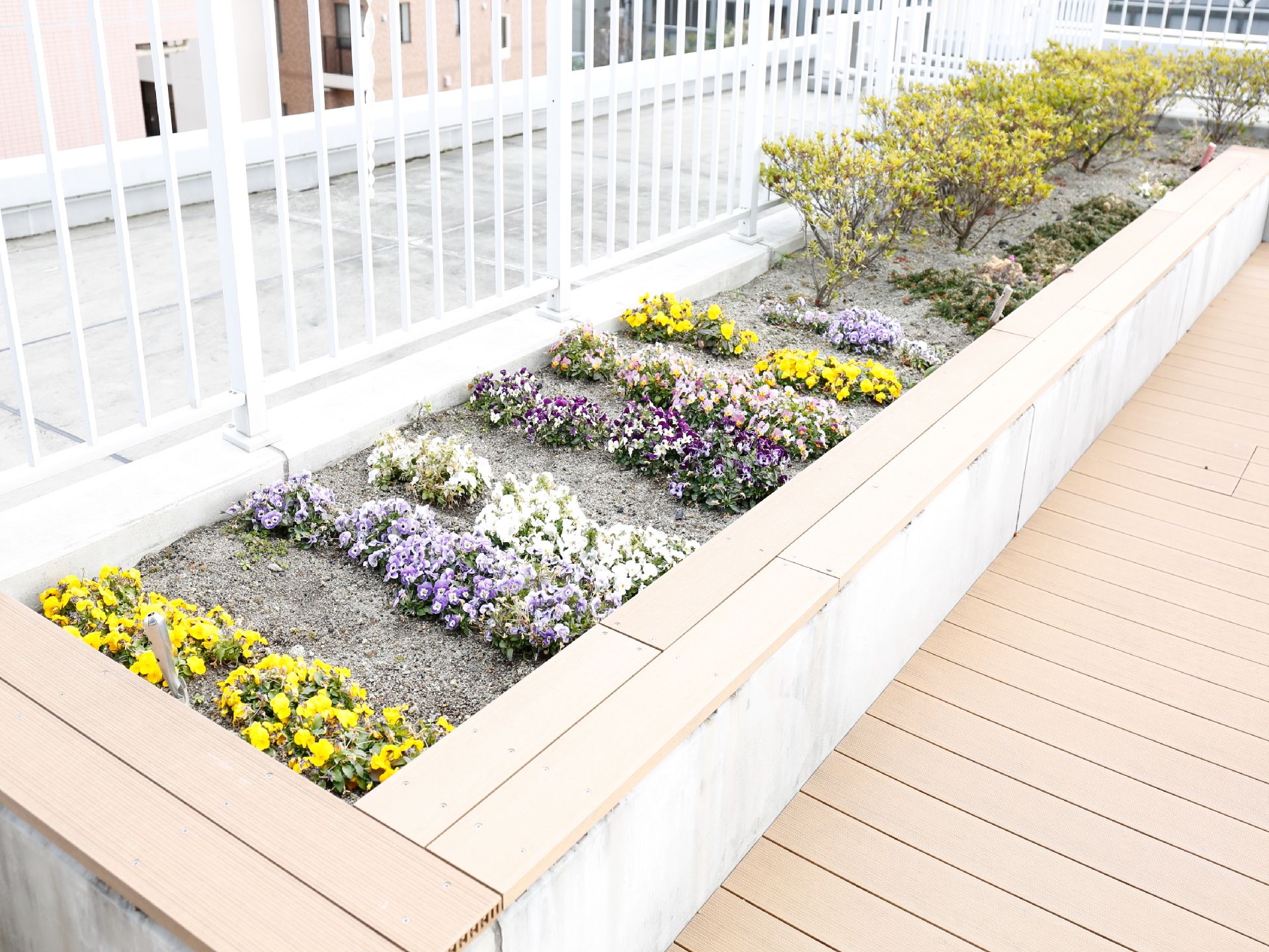 白いフェンスに沿って花壇が作られている。奥の方に低木が植えられ、手前にはビオラやパンジーなど、さまざまな色の花が咲いている。