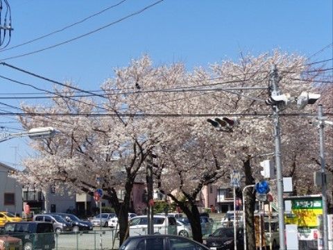 ホームの近隣に咲く、桜の木。
