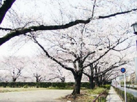 桜並木のある外観
