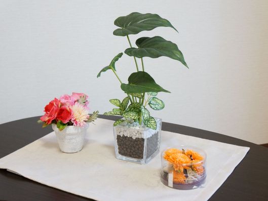 植物