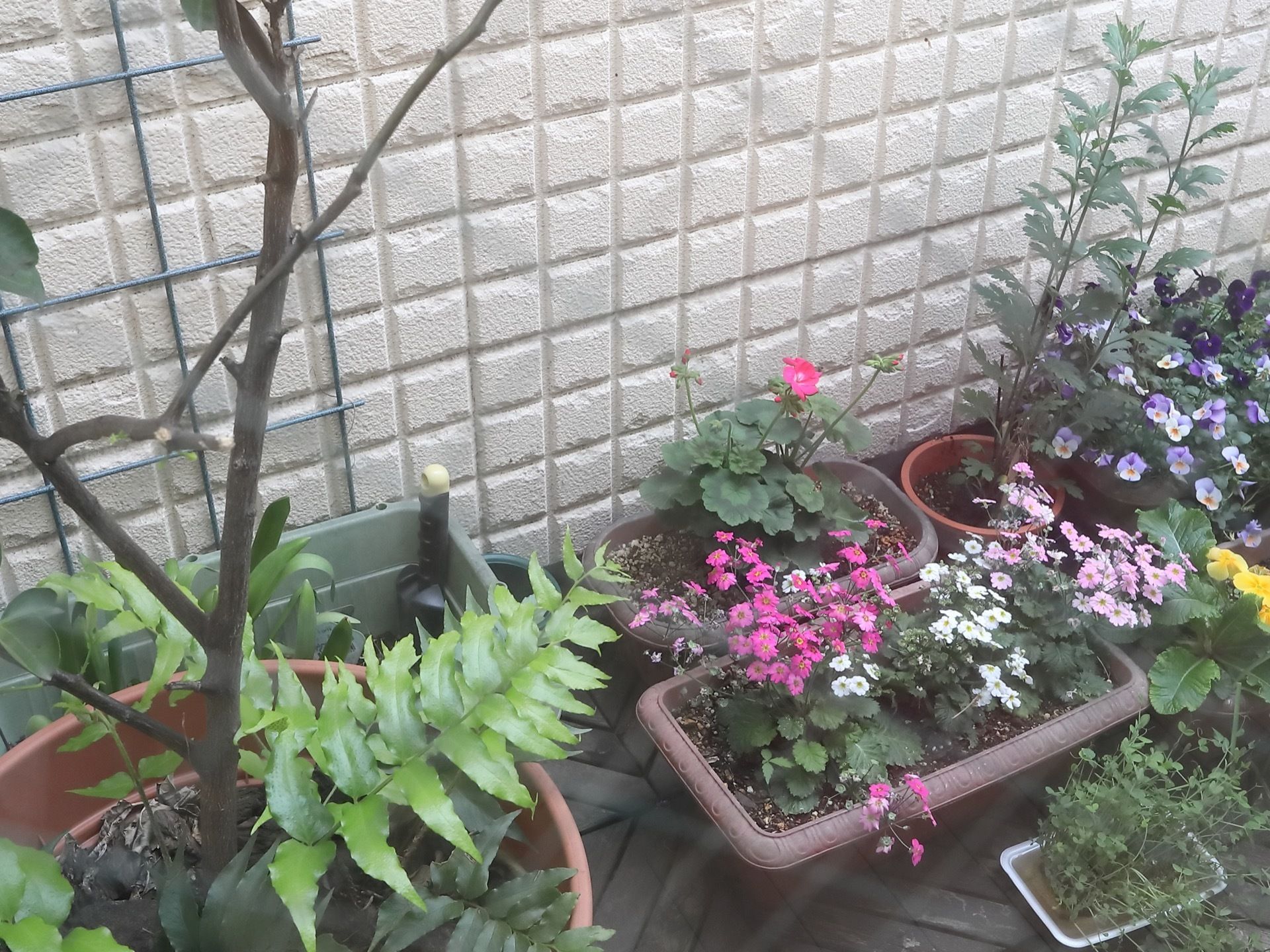 施設の外に置かれたプランターにはさまざまな草花が植えられており、背の高い観葉植物も置かれている。壁は白色で塗装されている。