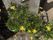 施設の外にある花壇には黄色い花が植えられている。また施設の外壁は白色で塗装されており、表面がザラザラしている。