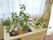 明るい窓辺の植物たち