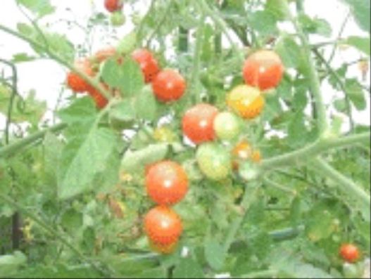 菜園