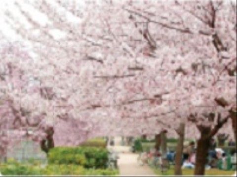 綺麗な桜並木のある公園である。青々とした芝生にレジャーシートを敷き、お花見を楽しんでいる人々がいる。