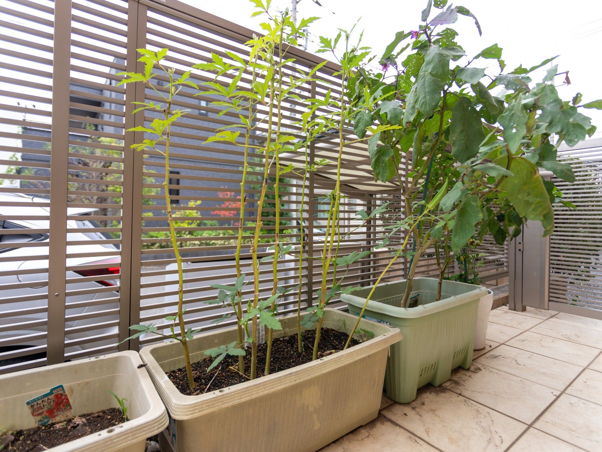 プランターの植物