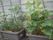 施設にはさまざまな植物があり、ちょっとした家庭菜園になっている。このプランターにはきゅうりが植えられており、黄色い花が咲いている。