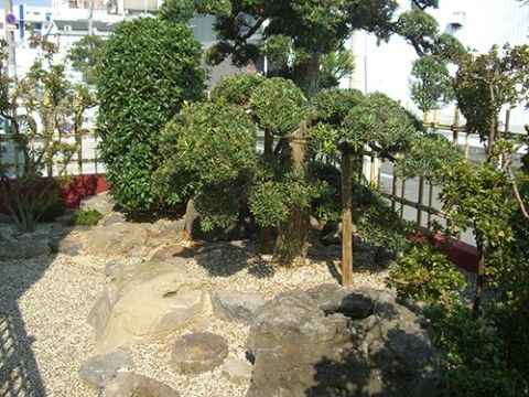 和の雰囲気がある敷地内に植えられた、たくさんの木々