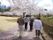 春の桜と散策するご高齢者